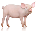 zdjęcie świnki
